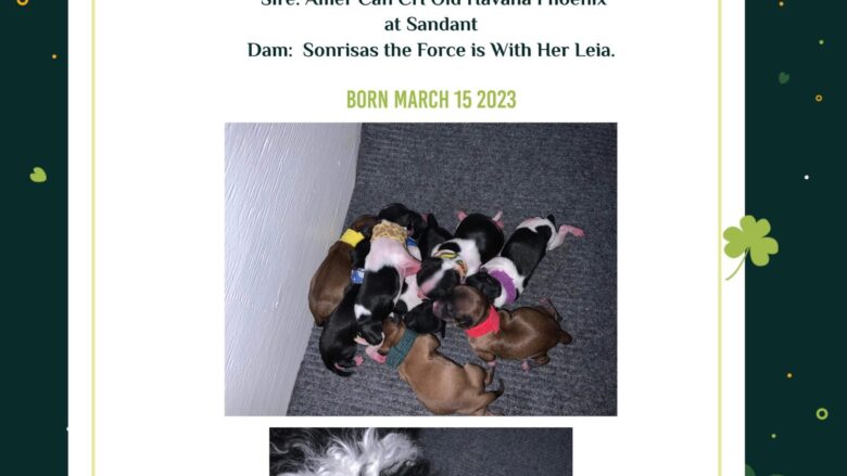 Leia's litter of nine puppies.