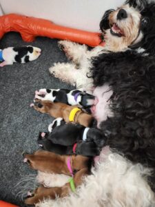 Leia and her nine puppies